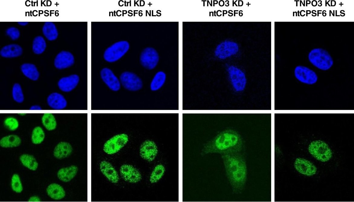CPSF6 Antibody