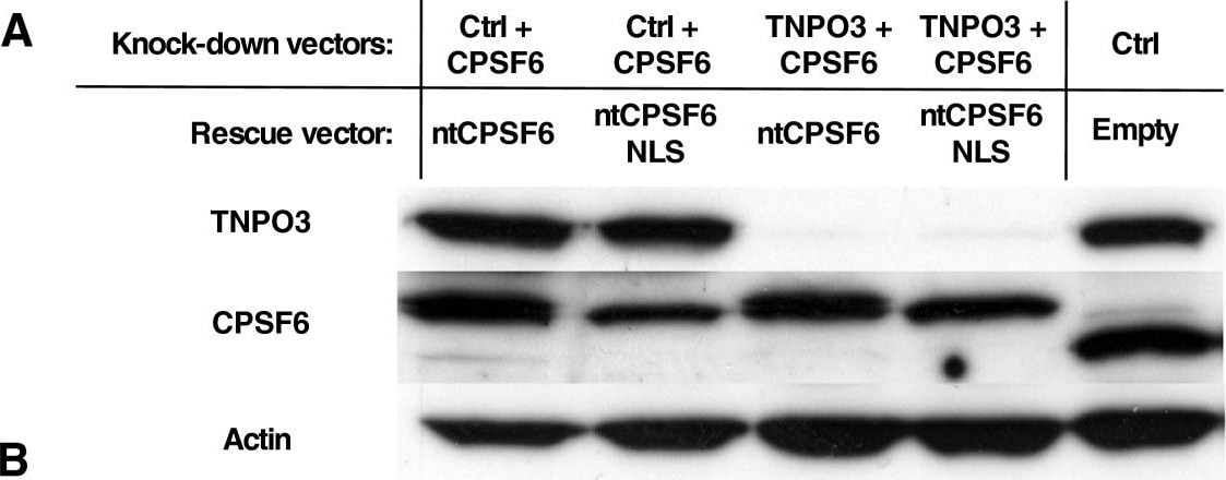 CPSF6 Antibody