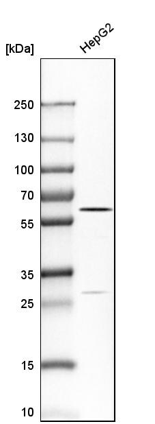 Carboxylesterase 1/CES1 Antibody - BSA Free Western Blot: Carboxylesterase 1/CES1 Antibody - BSA Free [NBP1-85691]