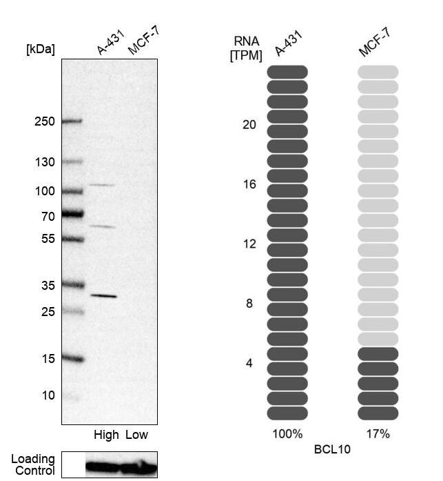 Bcl-10 Antibody - BSA Free Western Blot: Bcl-10 Antibody - BSA Free [NBP1-85697]
