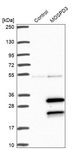 MOSPD3 Antibody - BSA Free Western Blot: MOSPD3 Antibody - BSA Free [NBP1-85698]
