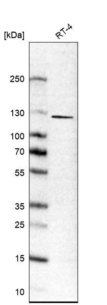 P-Cadherin Antibody - BSA Free Western Blot: P-Cadherin Antibody - BSA Free [NBP1-85707]