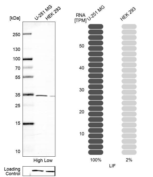 LIF Antibody - BSA Free Western Blot: LIF Antibody - BSA Free [NBP1-85717]