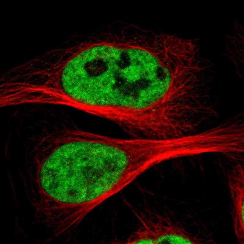 CDC5L Antibody - BSA Free Immunocytochemistry/ Immunofluorescence: CDC5L Antibody - BSA Free [NBP1-85720]