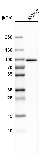 MCM7 Antibody - BSA Free Western Blot: MCM7 Antibody - BSA Free [NBP1-85721]
