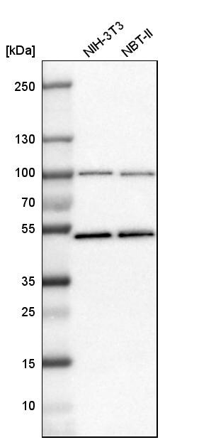 MCM7 Antibody - BSA Free Western Blot: MCM7 Antibody - BSA Free [NBP1-85721]