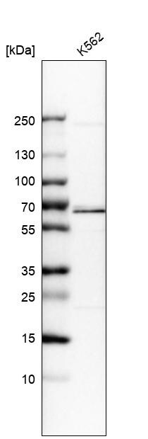 CDC45L Antibody - BSA Free Western Blot: CDC45L Antibody - BSA Free [NBP1-85723]