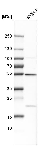 ARHGAP1 Antibody - BSA Free Western Blot: ARHGAP1 Antibody - BSA Free [NBP1-85724]