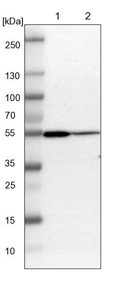 ARHGAP1 Antibody - BSA Free Western Blot: ARHGAP1 Antibody - BSA Free [NBP1-85725]