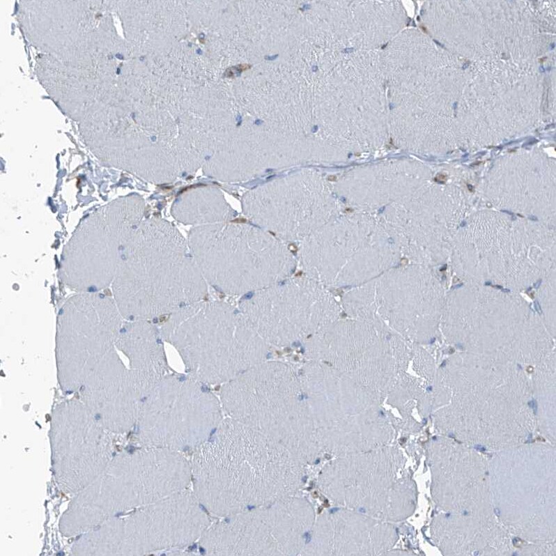 Septin-7 Antibody - BSA Free Immunohistochemistry-Paraffin: Septin-7 Antibody [NBP1-85731]
