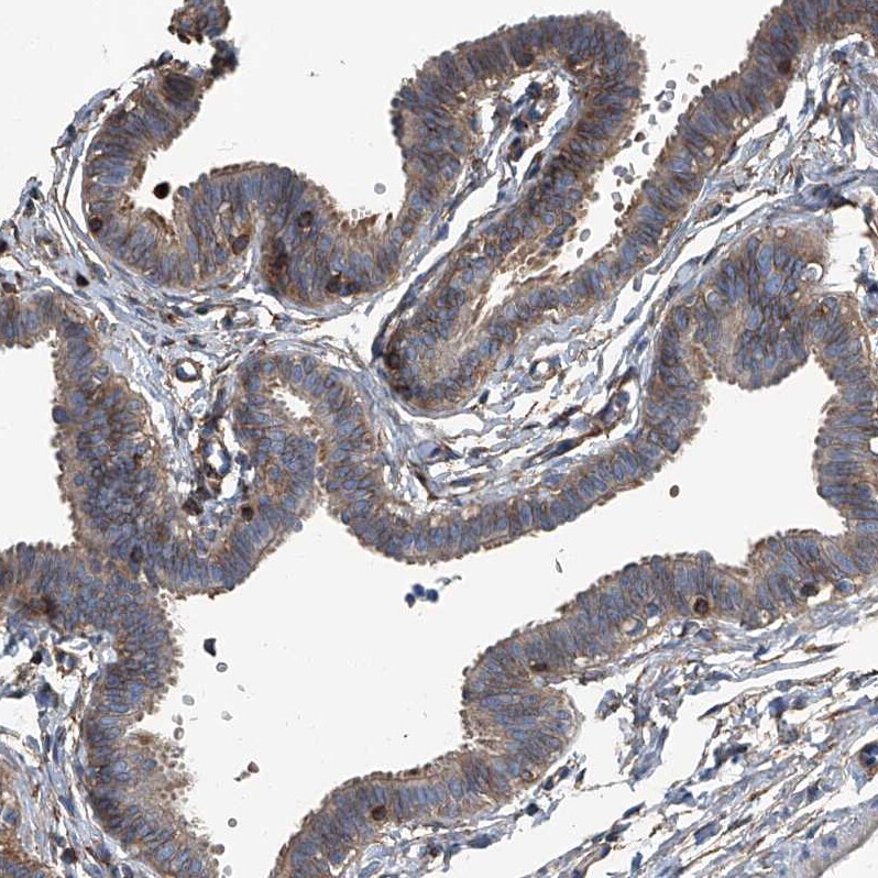 Septin-7 Antibody - BSA Free Immunohistochemistry-Paraffin: Septin-7 Antibody [NBP1-85731]