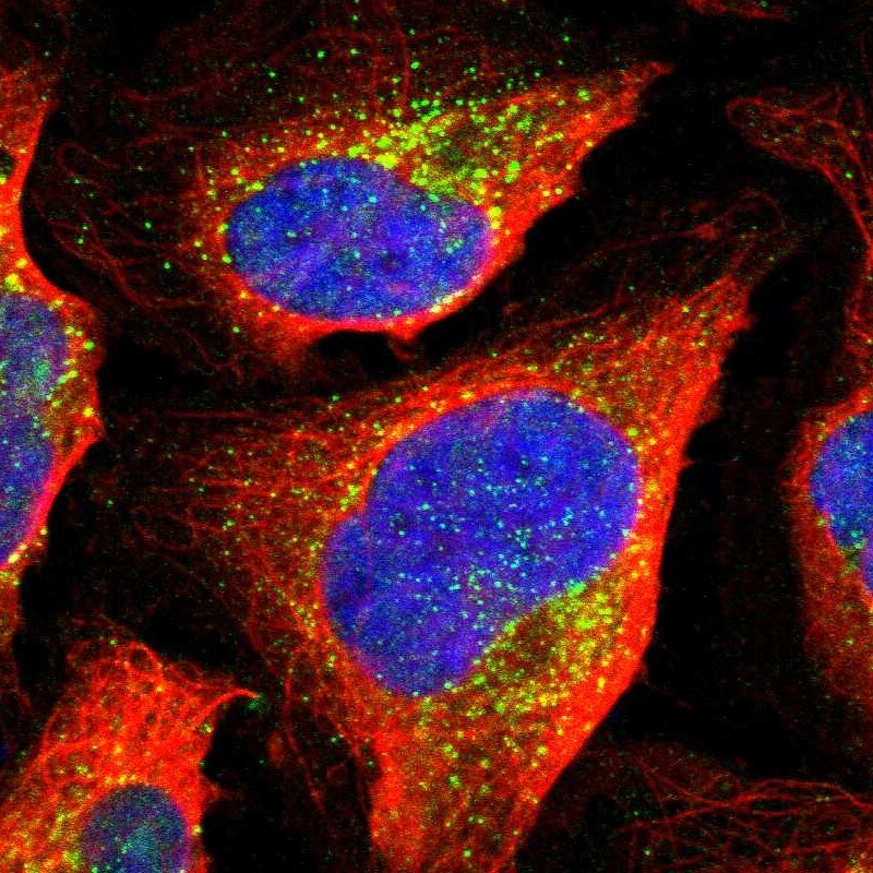SEC23B Antibody - BSA Free Immunocytochemistry/ Immunofluorescence: SEC23B Antibody [NBP1-85732]