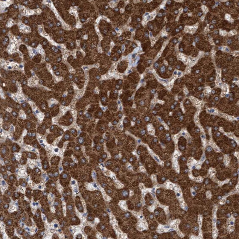 ITFG1 Antibody - BSA Free Immunohistochemistry-Paraffin: ITFG1 Antibody - BSA Free [NBP1-85734]