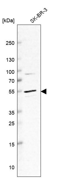 ITFG1 Antibody - BSA Free Western Blot: ITFG1 Antibody - BSA Free [NBP1-85734]