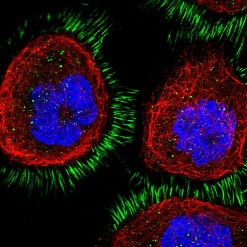 CD99-L2 Antibody - BSA Free Immunocytochemistry/ Immunofluorescence: CD99-L2 Antibody [NBP1-85737]