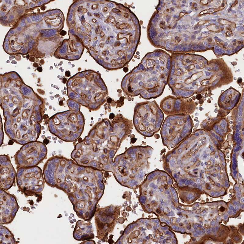 CD99-L2 Antibody - BSA Free Immunohistochemistry-Paraffin: CD99-L2 Antibody - BSA Free [NBP1-85737]