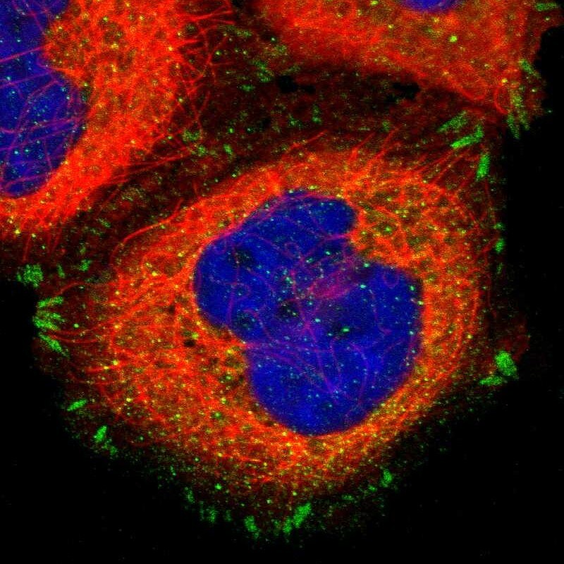Integrin alpha V/CD51 Antibody - BSA Free Immunocytochemistry/ Immunofluorescence: Integrin alpha V/CD51 Antibody - BSA Free [NBP1-85746]