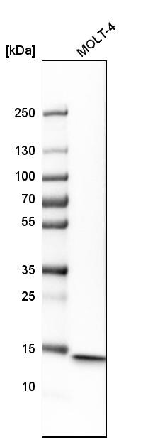 CD3 zeta Antibody - BSA Free Western Blot: CD3 zeta Antibody - BSA Free [NBP1-85750]