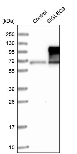 Siglec-9 Antibody - BSA Free Western Blot: Siglec-9 Antibody - BSA Free [NBP1-85755]