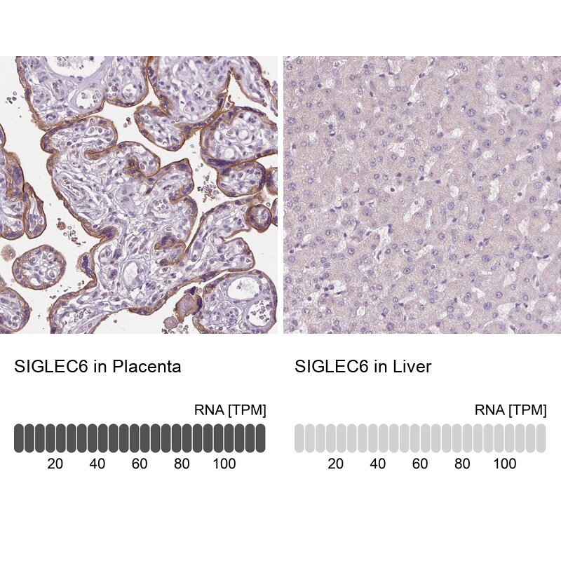 Siglec-6/CD327 Antibody - BSA Free Immunohistochemistry-Paraffin: Siglec-6/CD327 Antibody - BSA Free [NBP1-85756]
