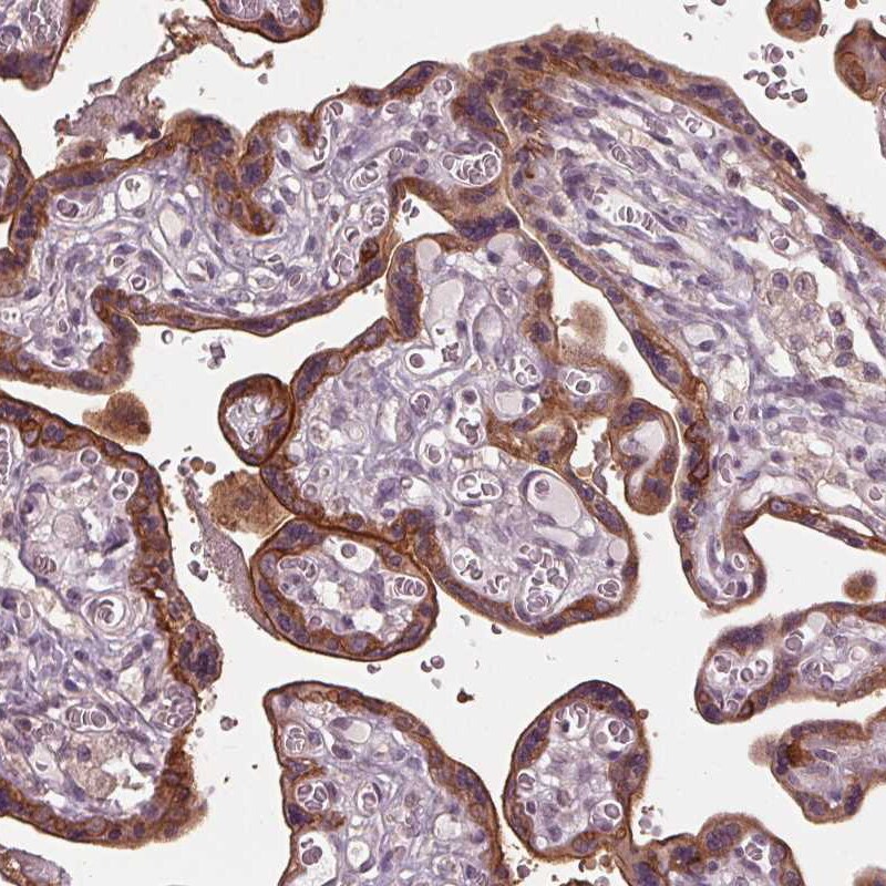 Siglec-6/CD327 Antibody - BSA Free Immunohistochemistry-Paraffin: Siglec-6/CD327 Antibody - BSA Free [NBP1-85757]