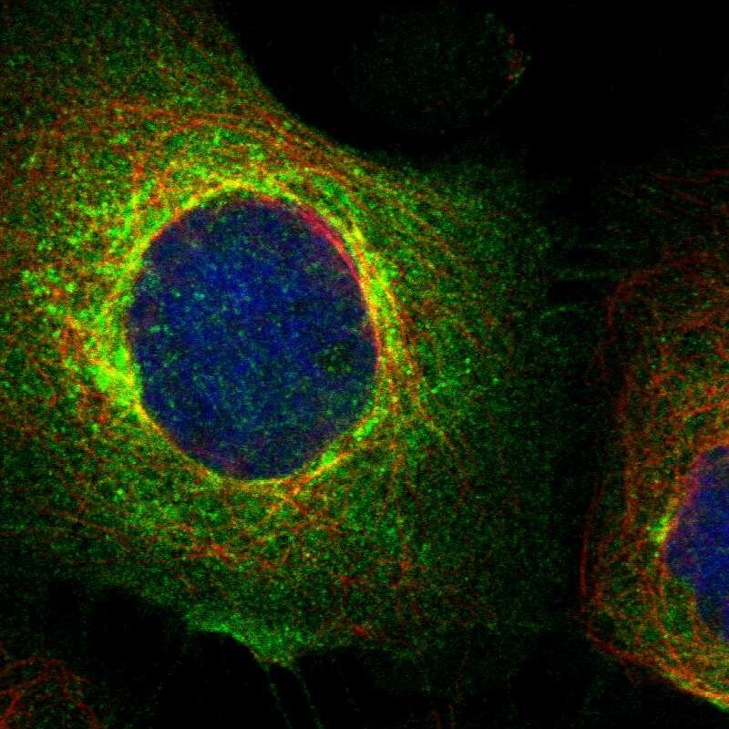 BST2 Antibody - BSA Free Immunocytochemistry/ Immunofluorescence: BST2 Antibody [NBP1-85760]