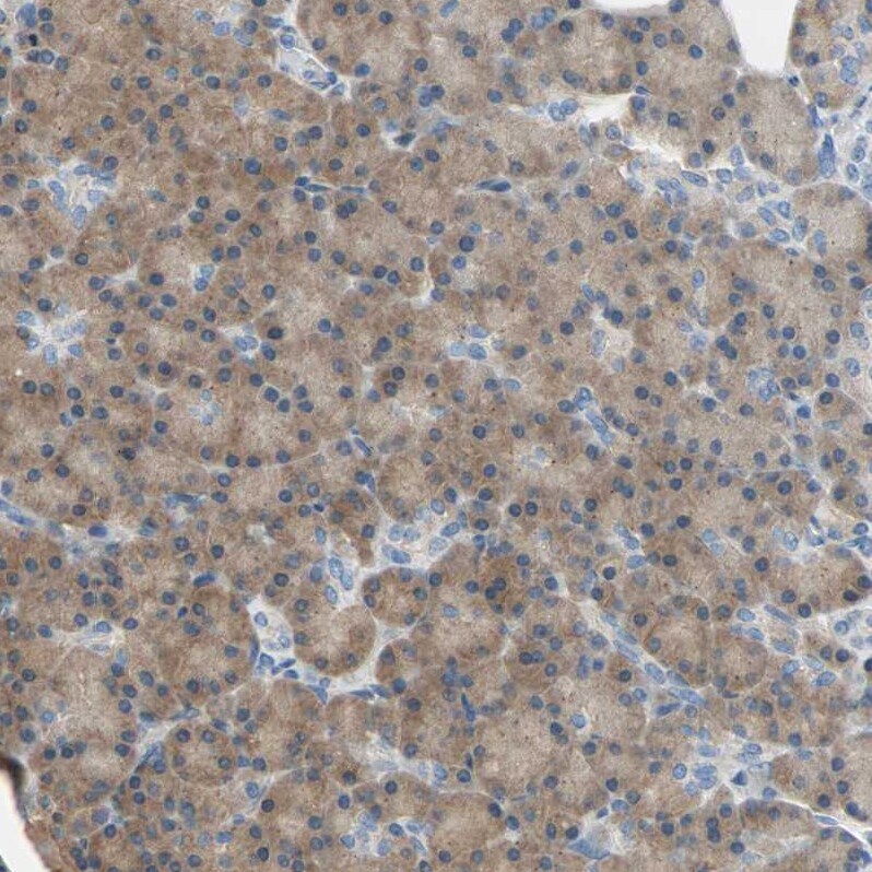 TWEAK R/TNFRSF12 Antibody - BSA Free Immunohistochemistry-Paraffin: TWEAK R/TNFRSF12 Antibody - BSA Free [NBP1-85770]