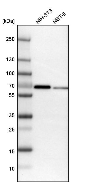 MEF2D Antibody - BSA Free Western Blot: MEF2D Antibody - BSA Free [NBP1-85788]