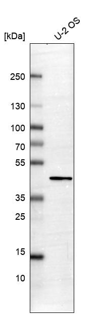 PDLIM2 Antibody - BSA Free Western Blot: PDLIM2 Antibody - BSA Free [NBP1-85800]