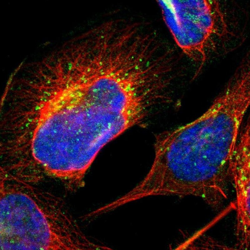 RRAGB Antibody - BSA Free Immunocytochemistry/ Immunofluorescence: RRAGB Antibody [NBP1-85801]