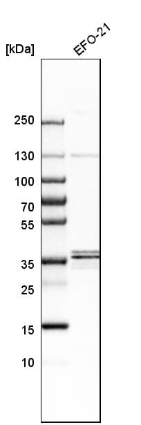 RRAGB Antibody - BSA Free Western Blot: RRAGB Antibody - BSA Free [NBP1-85801]