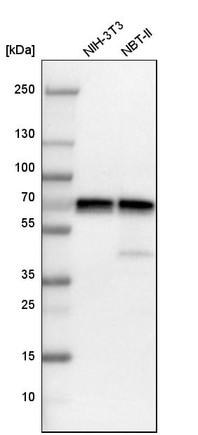 PAK1 Antibody - BSA Free Western Blot: PAK1 Antibody - BSA Free [NBP1-85802]