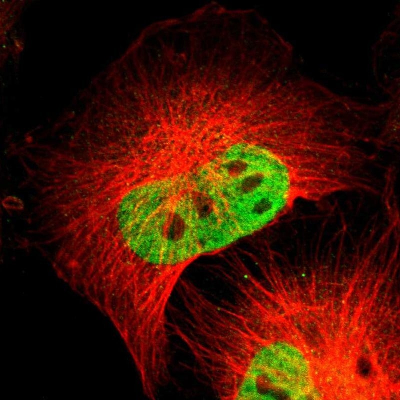 PBX1 Antibody - BSA Free Immunocytochemistry/ Immunofluorescence: PBX1 Antibody - BSA Free [NBP1-85803]