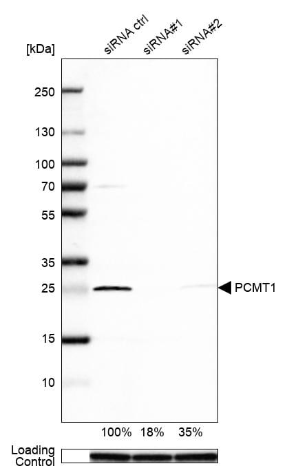 PCMT1 Antibody - BSA Free Western Blot: PCMT1 Antibody - BSA Free [NBP1-85806]