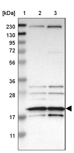 EIF1A Antibody - BSA Free Western Blot: EIF1A Antibody - BSA Free [NBP1-85808]