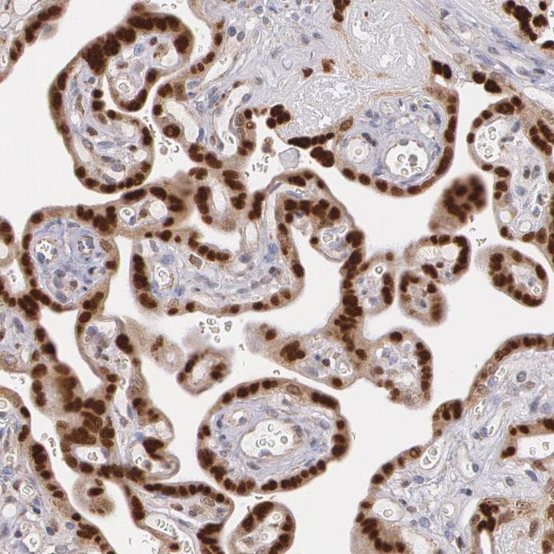 ATF3 Antibody - BSA Free Immunohistochemistry-Paraffin: ATF3 Antibody - BSA Free [NBP1-85816]