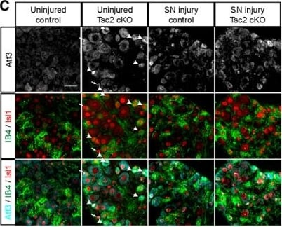 ATF3 Antibody