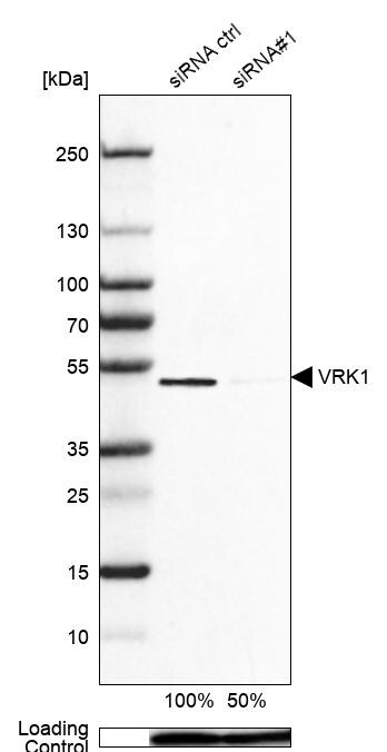 VRK1 Antibody - BSA Free Western Blot: VRK1 Antibody - BSA Free [NBP1-85822]