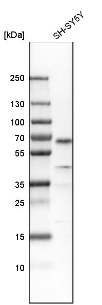 SOX11 Antibody - BSA Free Western Blot: SOX11 Antibody - BSA Free [NBP1-85823]