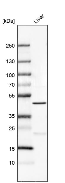 PRDM12 Antibody - BSA Free Western Blot: PRDM12 Antibody - BSA Free [NBP1-85829]