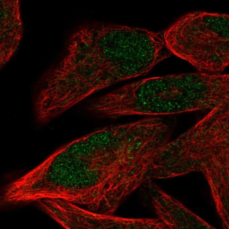 PRDM12 Antibody - BSA Free Immunocytochemistry/ Immunofluorescence: PRDM12 Antibody - BSA Free [NBP1-85829]