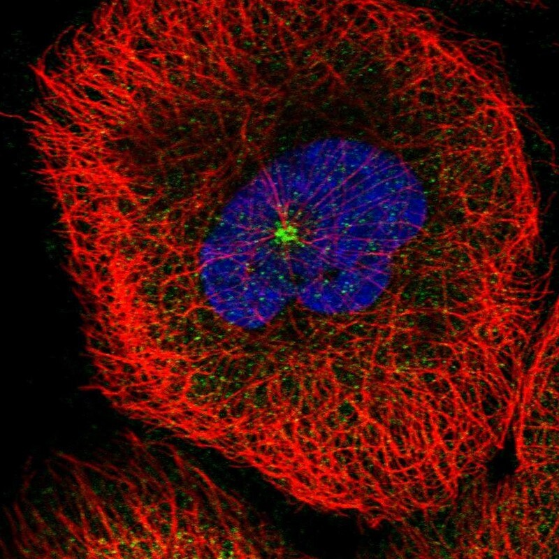 MDM1 Antibody - BSA Free Immunocytochemistry/ Immunofluorescence: MDM1 Antibody [NBP1-85839]