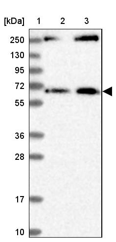 MDM1 Antibody - BSA Free Western Blot: MDM1 Antibody - BSA Free [NBP1-85839]
