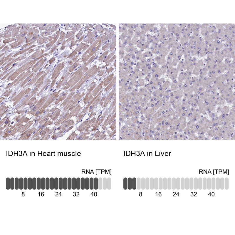 IDH3A Antibody - BSA Free Immunohistochemistry-Paraffin: IDH3A Antibody [NBP1-85840]