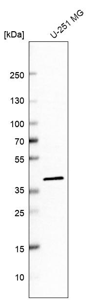 IDH3A Antibody - BSA Free Western Blot: IDH3A Antibody - BSA Free [NBP1-85840]