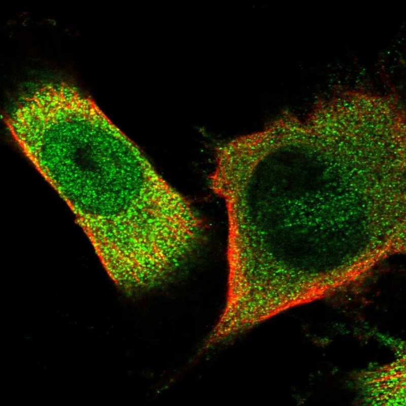 OAS3 Antibody - BSA Free Immunocytochemistry/ Immunofluorescence: OAS3 Antibody - BSA Free [NBP1-85841]