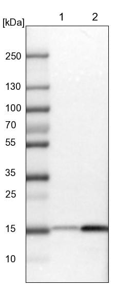GCSH Antibody - BSA Free Western Blot: GCSH Antibody - BSA Free [NBP1-85842]
