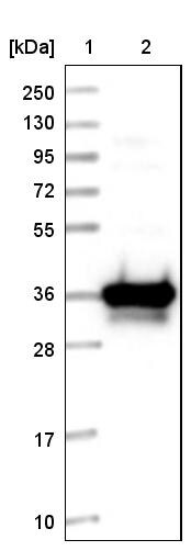PSTPIP2 Antibody - BSA Free Western Blot: PSTPIP2 Antibody - BSA Free [NBP1-85846]