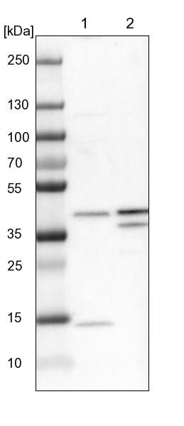 PSTPIP2 Antibody - BSA Free Western Blot: PSTPIP2 Antibody - BSA Free [NBP1-85846]