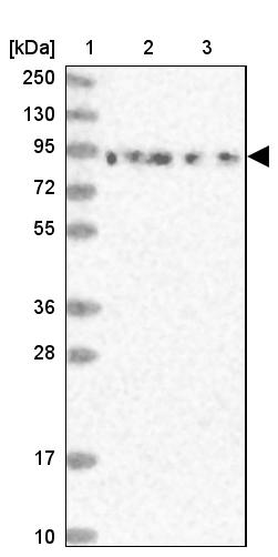 DDX51 Antibody - BSA Free Western Blot: DDX51 Antibody - BSA Free [NBP1-85859]